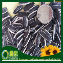 Export Plump Clean Less Vermin Damage Different Types Of Sunflower Seeds